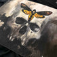 Death Head Hawk Moth and Human Skull Print